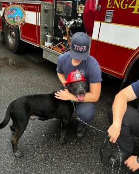 Spooky -  Labrador Retriever Dog for Adoption in Mobile, Alabama - Spooky | PetCurious