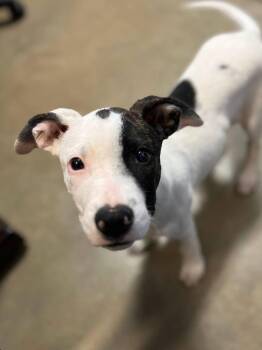 Jinx -  Pit Bull Terrier Dog for Adoption in Calhoun, Kentucky - Jinx | PetCurious