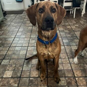 Boone -  Hound Dog for Adoption in Shorewood, Illinois - Boone | PetCurious