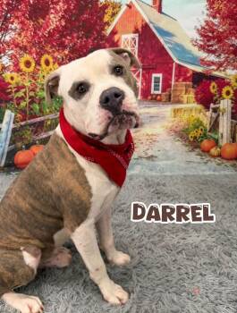 Darrel -  Mixed Breed Dog for Adoption in Flint, Michigan - Darrel | PetCurious