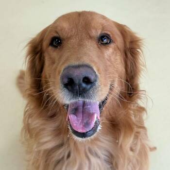 Charlie -  Golden Retriever Dog for Adoption in Los Angeles, California - Charlie | PetCurious