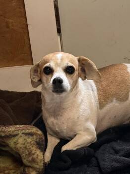 Chihuahua and Beagle Dogs Available for Adoption in Bolivar, Missouri - Jordache | PetCurious