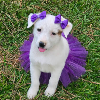 Rescue Labrador Retriever and Australian Cattle Dog Blue Heeler Dogs for Adoption in Mount Laurel Township, New Jersey - Leni | PetCurious