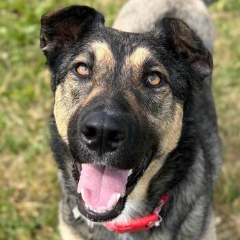 Raven -  German Shepherd Dog Dog for Adoption in Jefferson, Wisconsin - Raven | PetCurious
