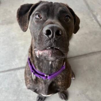 Mixed Breed Dogs Available for Adoption - Enzo | PetCurious