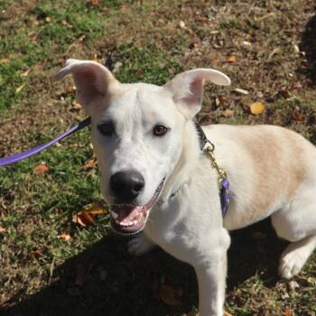 Rescue Labrador Retriever and Hound Dogs for Adoption in Briarcliff Manor, New York - Lydia | PetCurious
