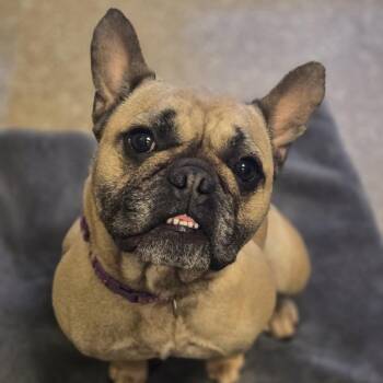 Mixed Breed Dogs Available for Adoption in Sonoma, California - Chaz | PetCurious