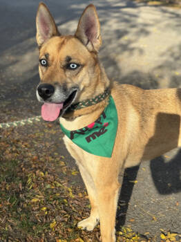 Rescue Siberian Husky and Mixed Breed Dogs for Adoption in Anderson, Indiana - Athena | PetCurious