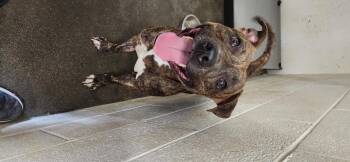 Rescue Pit Bull Terrier Dogs for Adoption in Berea, Kentucky - Rocky | PetCurious