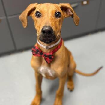Captain Fiddles -  Rhodesian Ridgeback and Mixed Breed Dog for Adoption in Tacoma, Washington - Captain Fiddles | PetCurious