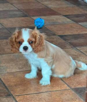 Mimi -  Cavalier King Charles Spaniel Dog for Adoption in West Caldwell, New Jersey - Mimi | PetCurious