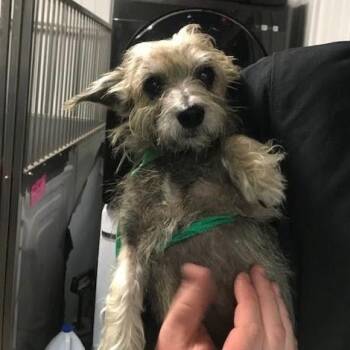 Rescue Terrier Dogs for Adoption in Tulsa, Oklahoma - Willis | PetCurious