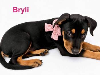 BRYLI -  American Staffordshire Terrier and Rottweiler Dog for Adoption in Madisonville, Louisiana - BRYLI | PetCurious