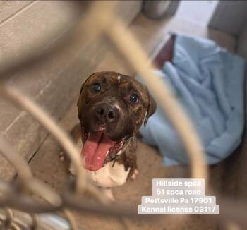 Boxer and Pit Bull Terrier Dogs Available for Adoption - Tony | PetCurious