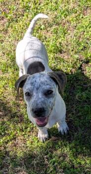 Basset Hound and American Bully Dogs Available for Adoption - Winnie The Pooch | PetCurious