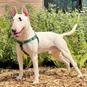 Billy -  Bull Terrier Dog for Adoption in East Hampton, New York - Billy | PetCurious