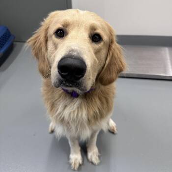 Oliver -  Golden Retriever and Great Pyrenees Dog for Adoption in Mount Vernon, Indiana - Oliver | PetCurious