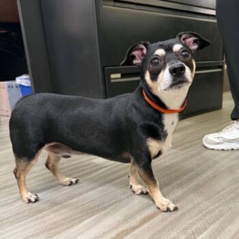 HOPPER -  Terrier and Mixed Breed Dog for Adoption in Pleasanton, California - HOPPER | PetCurious