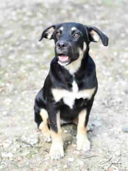 Rescue Labrador Retriever and Hound Dogs for Adoption in Conroe, Texas - Azalea (Ruth