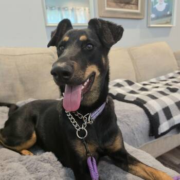 Josie -  Doberman Pinscher Dog for Adoption in Madrid, Iowa - Josie | PetCurious