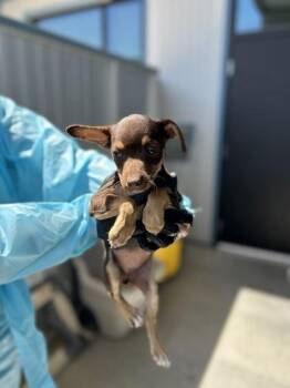 Brown Sugar -  Chihuahua and Mixed Breed Dog for Adoption in Fresno, California - Brown Sugar | PetCurious