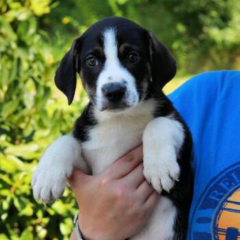 CT Blaze avail Aug 15 (Tractor Supply- Putnam, CT) -  Australian Shepherd and Mixed Breed Dog for Adoption in Eastford, Connecticut - CT Blaze Avail Aug 15 (Tractor Supply- Putnam, CT) | PetCurious