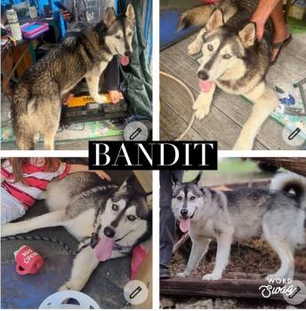 Bandit -  Alaskan Malamute and Husky Dog for Adoption in New Braunfels, Texas - Bandit | PetCurious