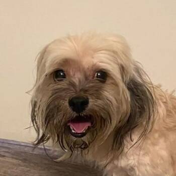 Verity -  Lhasa Apso Dog for Adoption in Philadelphia, Pennsylvania - Verity | PetCurious