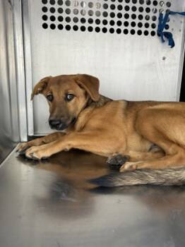 Rescue German Shepherd Dog and Mixed Breed Dogs for Adoption in Fort Worth, Texas - 59545408 | PetCurious