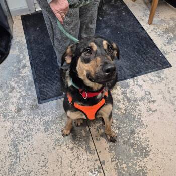 Mixed Breed Dogs Available for Adoption - Max | PetCurious