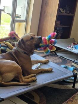 Saint -  American Bulldog Dog for Adoption in Lakeland, Florida - Saint | PetCurious