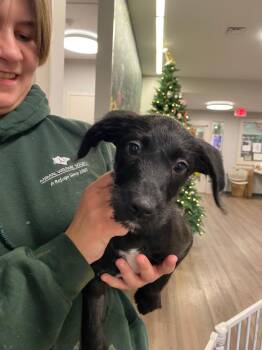 Rescue Standard Poodle and American Bulldog Dogs for Adoption in New Milford, Connecticut - Ophelia | PetCurious