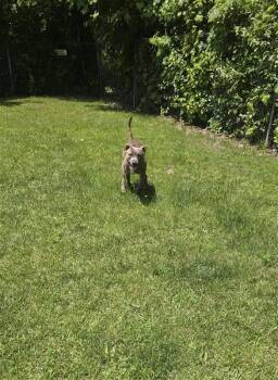 Duke -  Mixed Breed and Pit Bull Terrier Dog for Adoption in Ellijay, Georgia - Duke | PetCurious