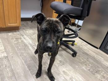 Pit Bull Terrier and Mixed Breed Dogs Available for Adoption - SUGAR PEA | PetCurious