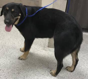 Rescue Labrador Retriever and Mixed Breed Dogs for Adoption in Conroe, Texas - ROBIN | PetCurious