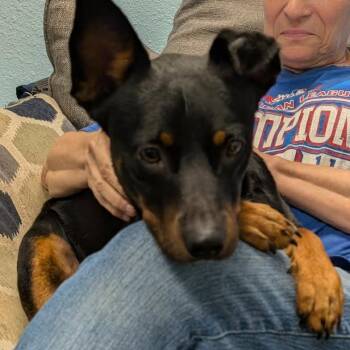 Koda -  Terrier Dog for Adoption in Austin, Texas - Koda | PetCurious