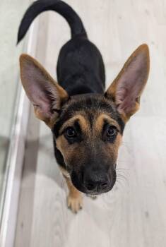 Mara -  German Shepherd Dog Dog for Adoption in Dallas, Texas - Mara | PetCurious