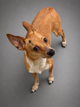 Onyx -  Chihuahua and Mixed Breed Dog for Adoption in Bowling Green, Kentucky - Onyx | PetCurious