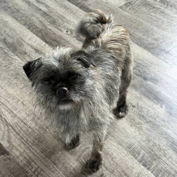 Pug and Maltese Dogs Available for Adoption in Alma, Michigan - Achilles  | PetCurious