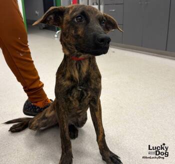 Sassy Doo -  Shepherd and Terrier Dog for Adoption in Washington, District Of Columbia - Sassy Doo | PetCurious