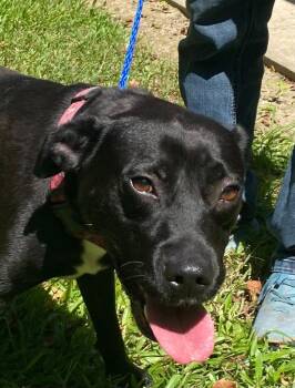 Miriam -  Labrador Retriever and Terrier Dog for Adoption in Bloomfield, Connecticut - Miriam | PetCurious