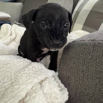 Pit Bull Terrier Dogs Available for Adoption in Chicago, Illinois - Saul ~ Coming Soon!!! | PetCurious