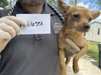 DOBBIE -  Chihuahua and Mixed Breed Dog for Adoption in Ocala, Florida - DOBBIE | PetCurious
