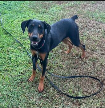 Rescue Doberman Pinscher Dogs for Adoption in Oswego, Illinois - Foster ABELLA! | PetCurious