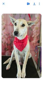 Mixed Breed Dogs Available for Adoption - Momma Cass | PetCurious