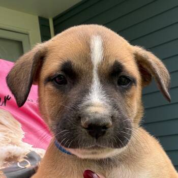 Howard - red -  Boxer and Catahoula Leopard Dog Dog for Adoption in Greenfield, Indiana - Howard - Red | PetCurious