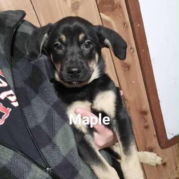 Rescue Mixed Breed Dogs for Adoption in Tomah, Wisconsin - Maple | PetCurious