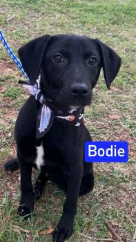 Labrador Retriever Dogs Available for Adoption in Littleton, Colorado - Bodie | PetCurious