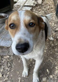 Beagle Dogs Available for Adoption in Pine Bluff, Arkansas - Alpha | PetCurious