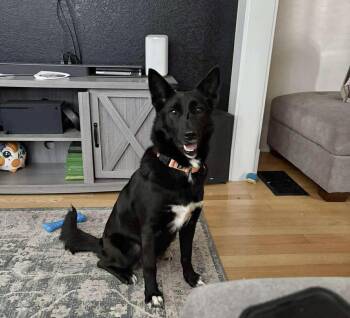 Daphne -  Shepherd and Labrador Retriever Dog for Adoption in Denver, Colorado - Daphne | PetCurious